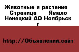  Животные и растения - Страница 14 . Ямало-Ненецкий АО,Ноябрьск г.